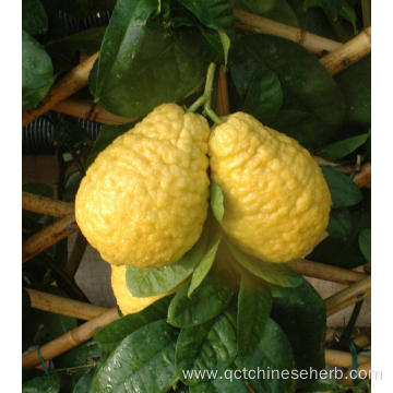 Natural High Quality Citron Fruit